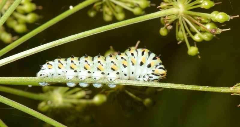 Papilio machaon